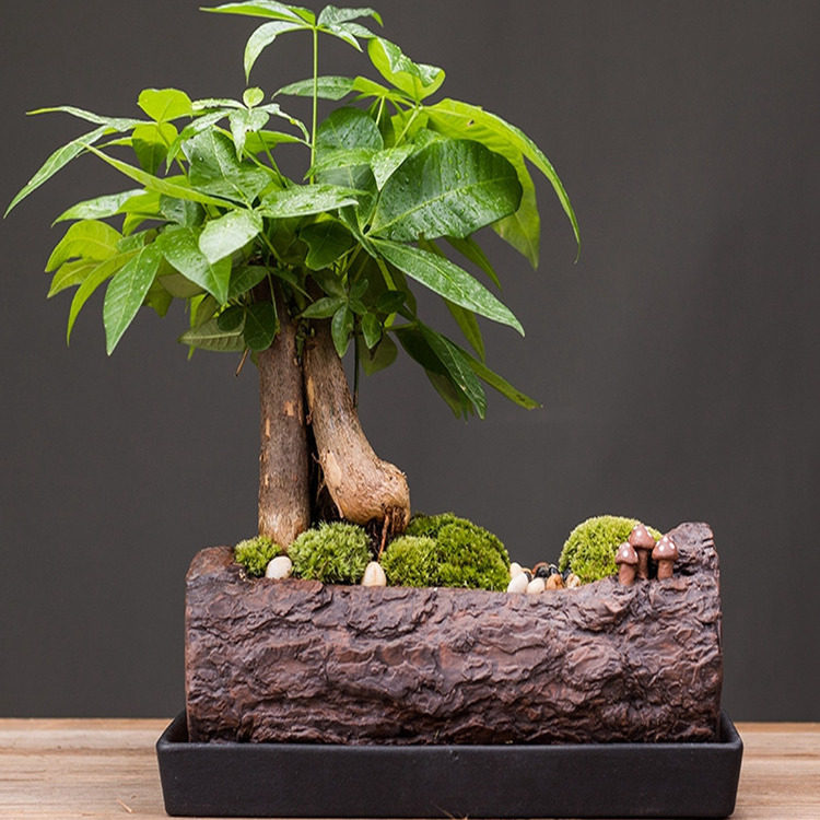 发财树家居装饰品办公陶瓷花盆