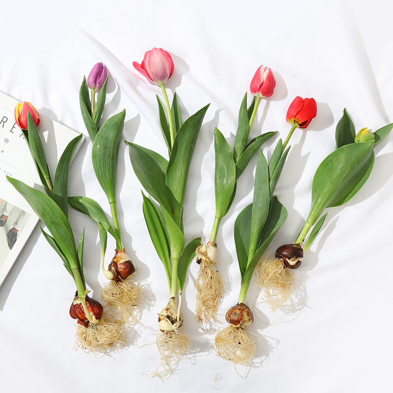 进口郁金香盆栽带花苞耐寒荷兰郁金香成品 庭院阳台盆栽花卉 包邮