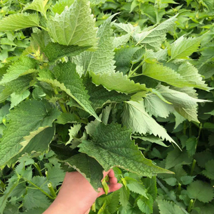 四川藿香叶新鲜霍香叶子带杆做菜专用现摘现发