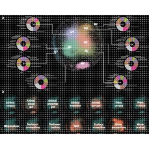 R语言科研绘图,整套微生物组分析代码