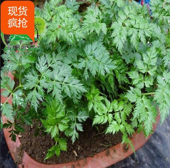 野生种植川芎根种子蔬菜新品3把包邮清香叶子炖牛肉一把多头盆摘