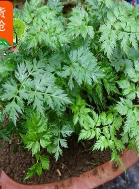 野生种植川芎根种子蔬菜新品3把包邮清香叶子炖牛肉一把多头盆摘