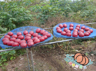 湖南邵阳特产纯手工农家自制宝庆豆腐猪血丸子圆子血粑粑香软五花