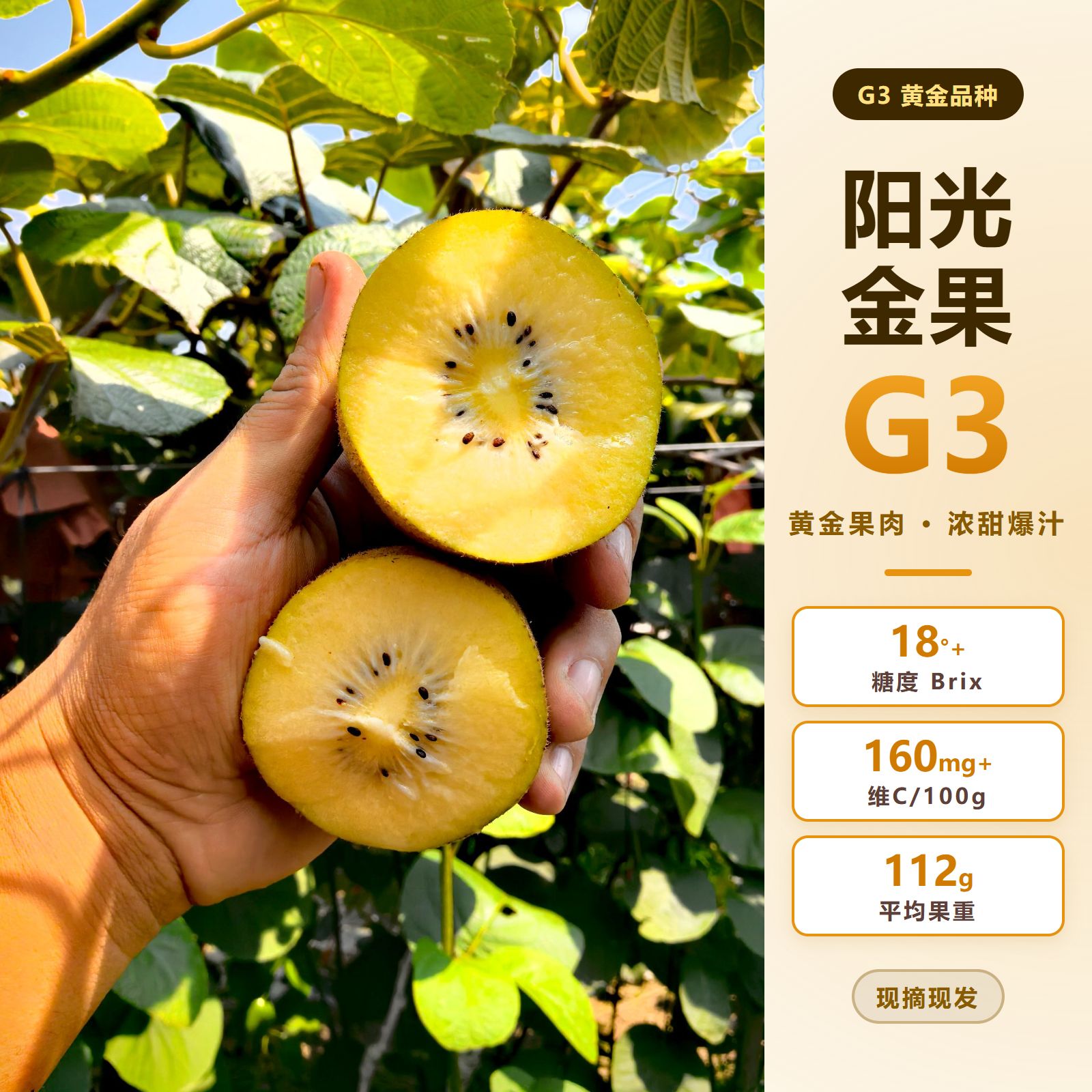 阳光金果G3黄心猕猴桃超甜奇异果应季中秋礼盒周至直发顺丰包邮