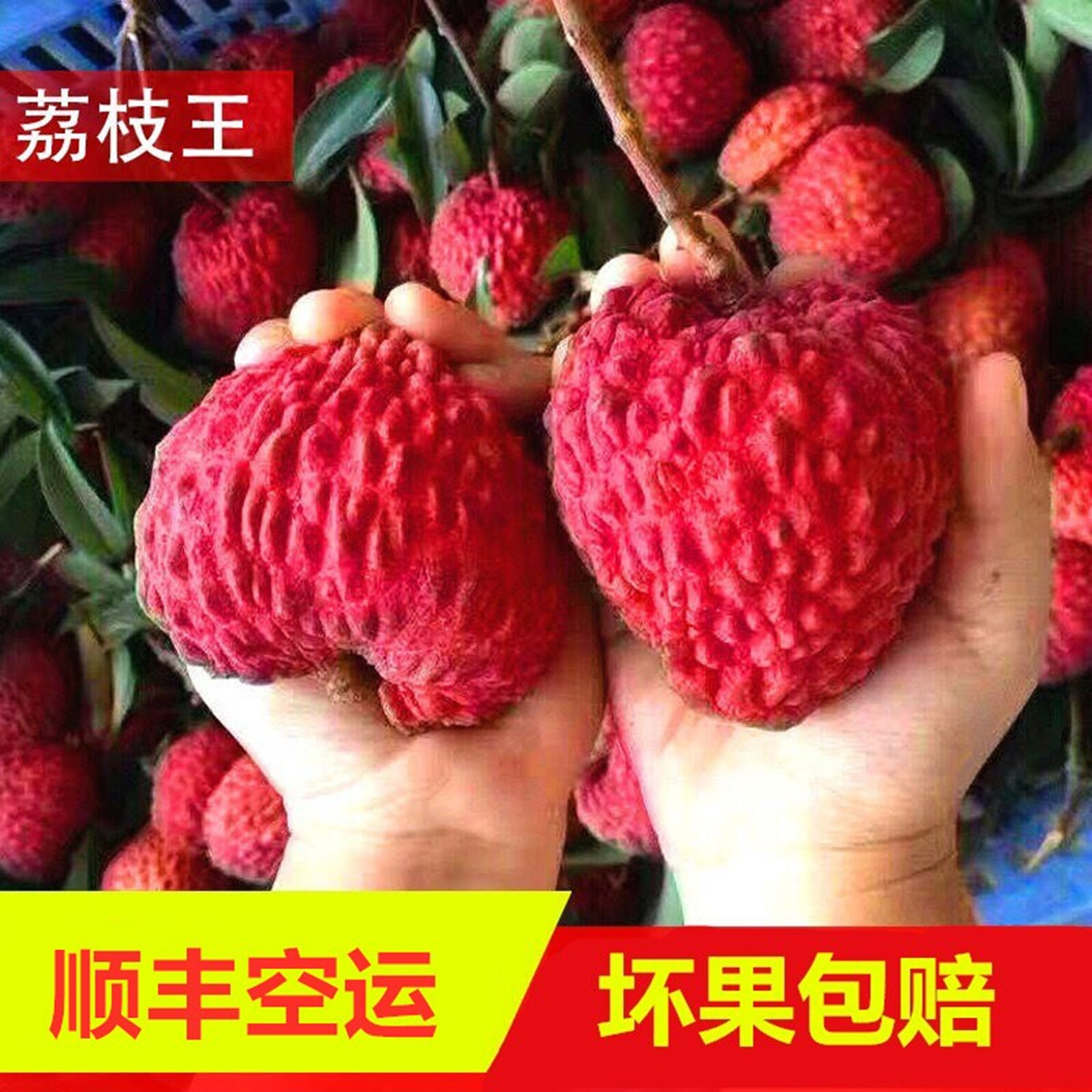 现摘荔枝王超大 荔枝新鲜包邮10斤糯米桂妃子当季水果顺丰糍味笑5
