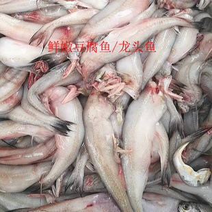 龙头鱼  豆腐鱼 九肚鱼  仙女鱼目 狗目鱼 丝丁 第鱼