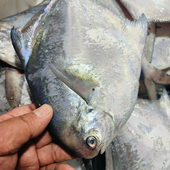 白鲳鱼 银鲳 5两 按条计 如东洋口港海鲜 大鲳鱼 新鲜大鲳鱼