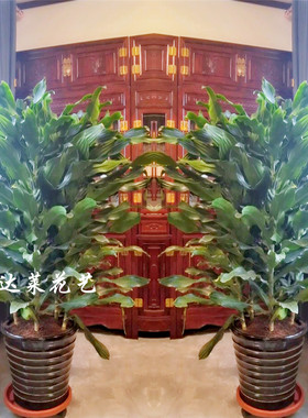 天津同城快递螺纹铁金心铁绿植物盆栽巴西铁也门铁荷花铁室内