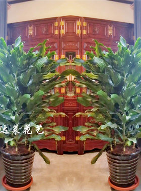 绿植物盆栽巴西铁也门铁室内