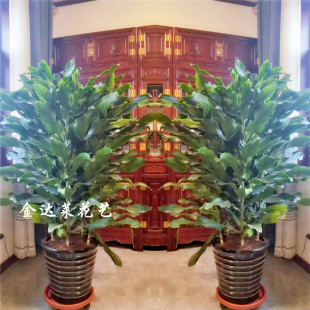 天津同城快递螺纹铁金心铁绿植物盆栽巴西铁也门铁荷花铁室内