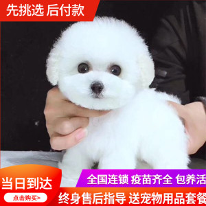 白博美价格 白博美图片 星期三