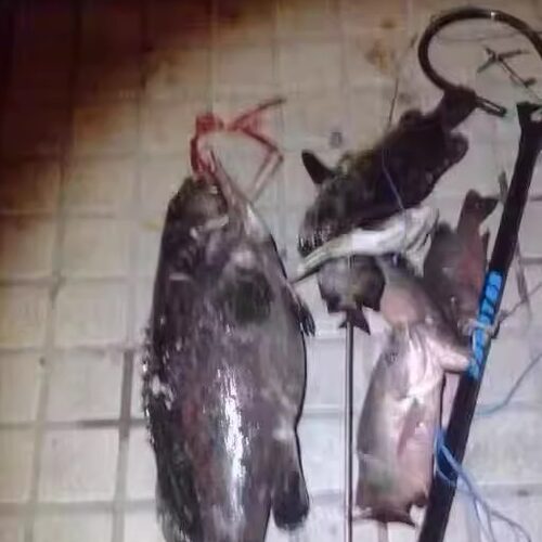 潜水射鱼器水下射鱼器