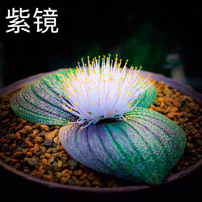 紫镜Massonia pustulata 实生南非球根开花多肉植物 阳台盆栽绿植,鲜花速递/花卉仿真/绿植园艺,多肉植物,淘宝优惠券,粉丝福利购,淘宝优惠卷