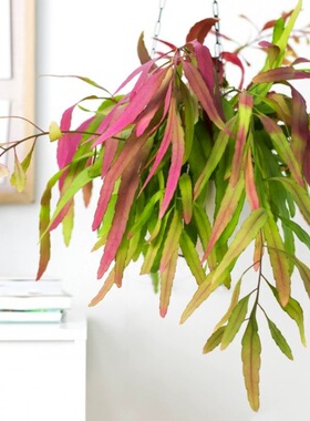 红叶丝苇热带雨林仙人掌变色垂吊植物悬挂室内阳台好养盆栽绿植
