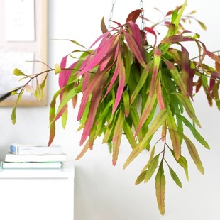 红叶丝苇热带雨林仙人掌变色垂吊植物悬挂室内阳台好养盆栽绿植