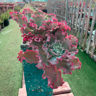 高砂之翁包菜系多肉植物女王花笠超大老桩群生舞会红裙好养绿植盆