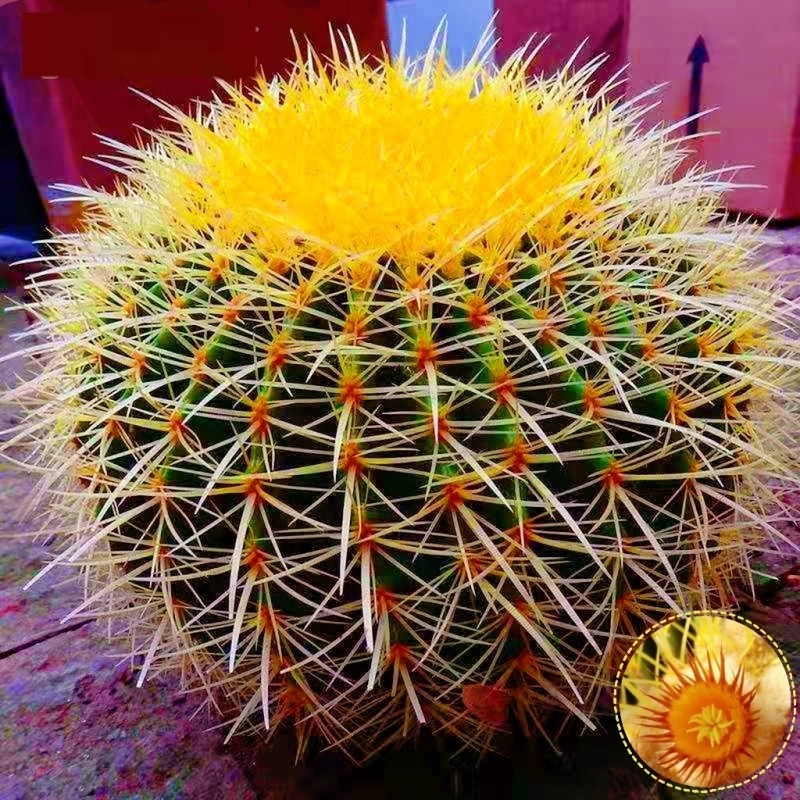 金琥大号仙人球金虎高端仙人掌室内阳台庭院多肉植物办公桌盆栽