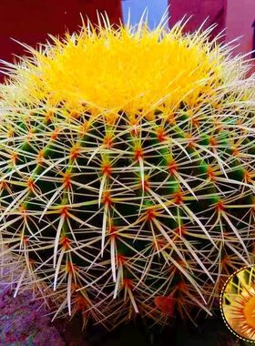 金琥大号仙人球金虎高端仙人掌室内阳台庭院多肉植物办公桌盆栽