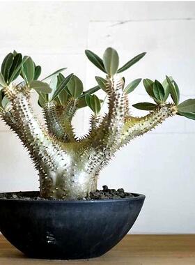 西巴女王 Pachypodium densiflorum块根多肉植物盆栽绿植好养