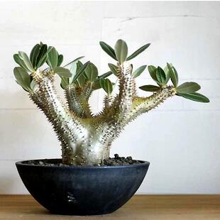 西巴女王 Pachypodium densiflorum块根多肉植物盆栽绿植好养