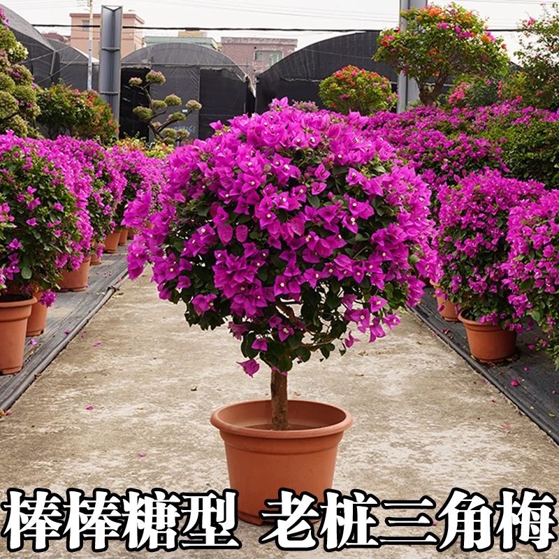 三角梅棒棒糖盆栽大老桩带花重瓣植物好养室内阳台庭院开花卉