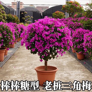 三角梅棒棒糖盆栽大老桩带花重瓣植物好养室内阳台庭院开花卉
