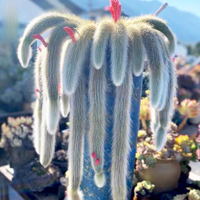 九尾狐多肉正版长软毛品种开花可垂吊型室内阳台绿植盆栽垂吊植物