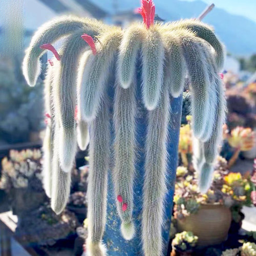 九尾狐多肉正版长软毛品种开花可垂吊型室内阳台绿植盆栽垂吊植物