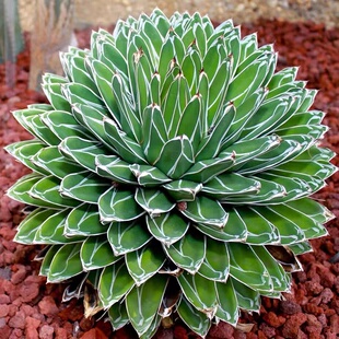 世之雪鬼脚龙舌兰科大型沙生夏型种多肉盆栽庭院阳台办公桌绿植