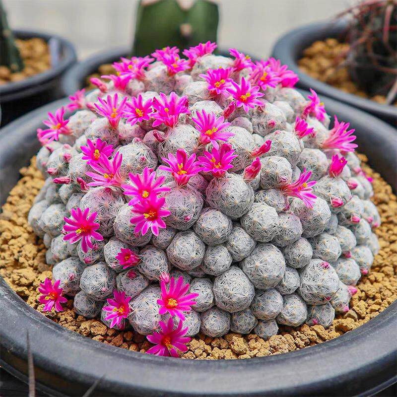 姬春星仙人球 开花机器乳突球属软刺不扎手群生可爱多头绿植盆栽