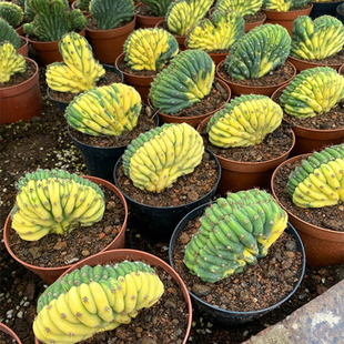 多闻柱缀化锦仙人球稀有自然锦多肉办公室桌面好养盆栽精品