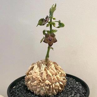 龟甲萝藦稀有潮流块根植物龟甲裂纹沙生植物 Matelea cyclophylla