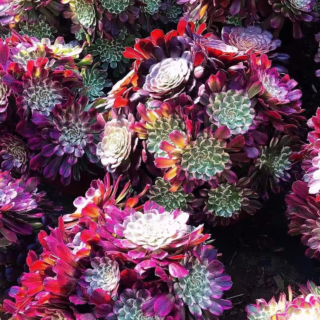 水墨画多肉植物法师老桩控养手捧花多头美杜莎法师阳台花卉盆栽