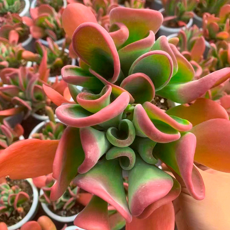 火狐狸巨大老桩多肉植物精品群生红色稀有品种办公室桌面好养盆栽