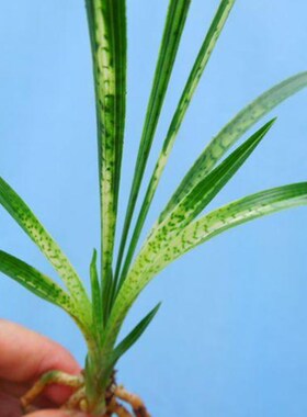 兰花春兰特漂亮虎斑蛇皮斑花艺双全壮苗 兰花苗 室内植物花卉