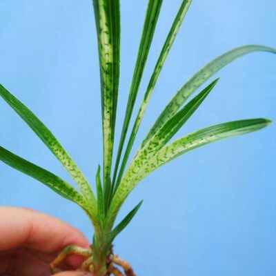 兰花春兰特漂亮虎斑蛇皮斑花艺双全壮苗 兰花苗 室内植物花卉