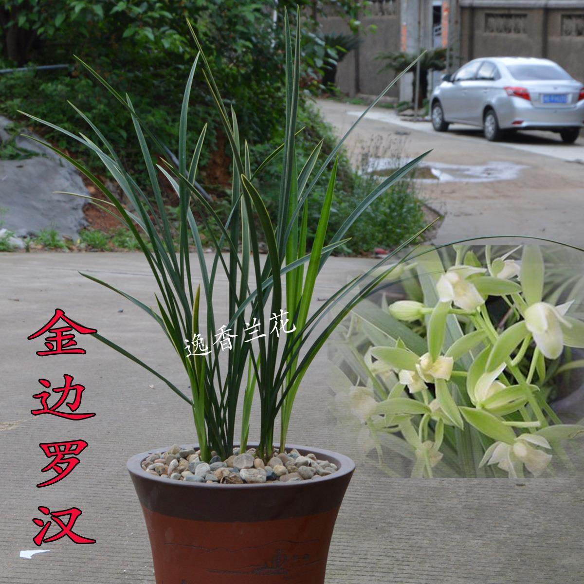 高品质建兰细叶兰花苗金边罗汉叶艺清香型客厅观花植物绿植室内盆