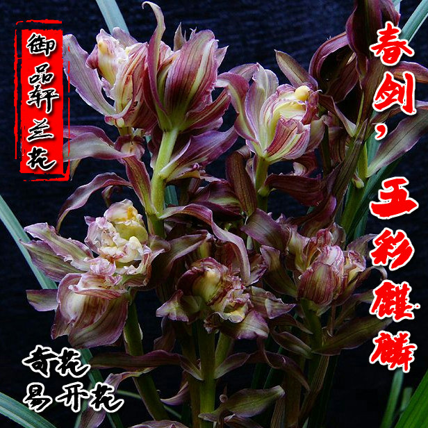 花期带花苞清仓价浓香型兰花五彩麒麟春剑盆栽美观花卉绿植