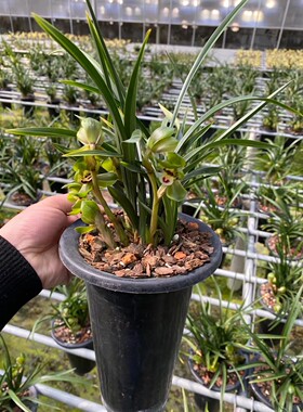 精品兰花浓香老种老名品春兰～环球荷鼎～盆栽花期带浓香花苞