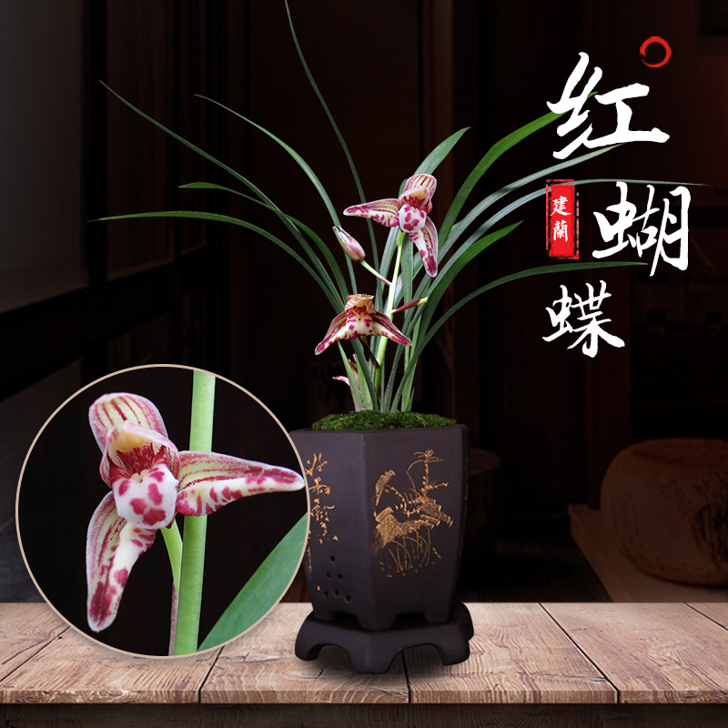 特香室内盆栽兰花花卉兰花苗建兰红蝴蝶客厅装饰植物室内观赏花