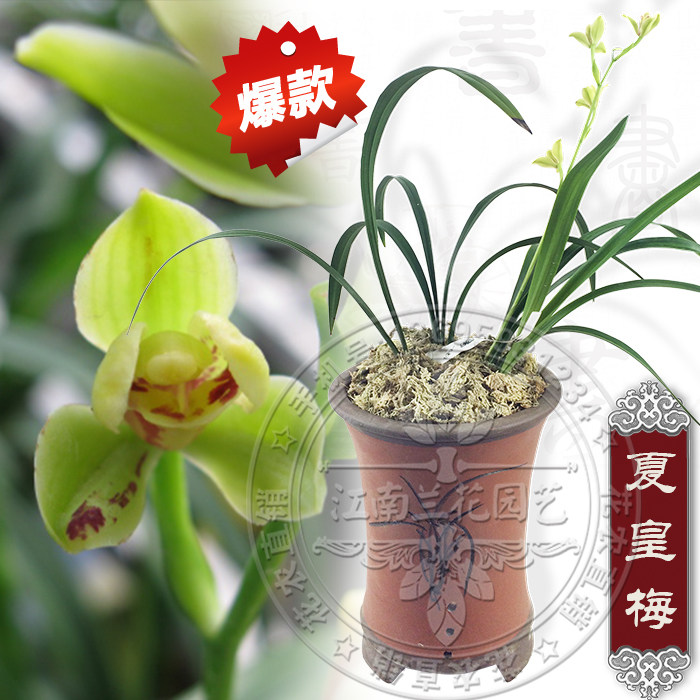 兰花建兰四季兰夏皇梅 四大铭品之梅瓣 无花苞 绿植盆栽 兰花