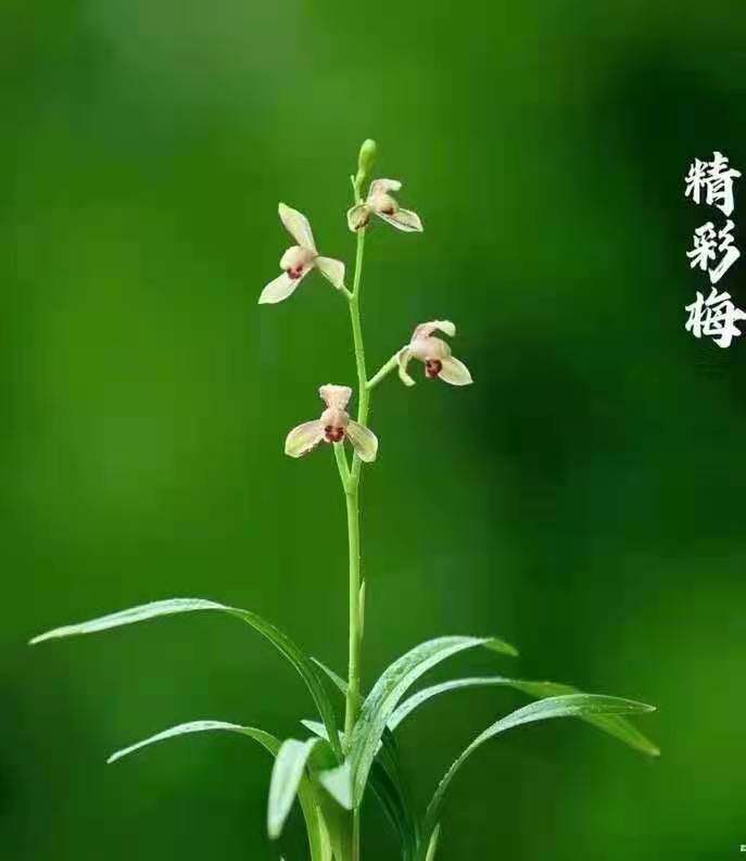 自然老种精品兰花四季兰建兰铭品精彩梅千佛红梅花出架勤花浓香