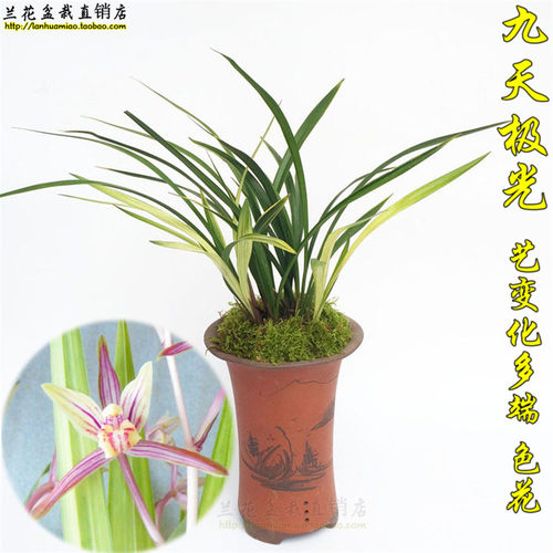 四季金边好养盆栽兰花