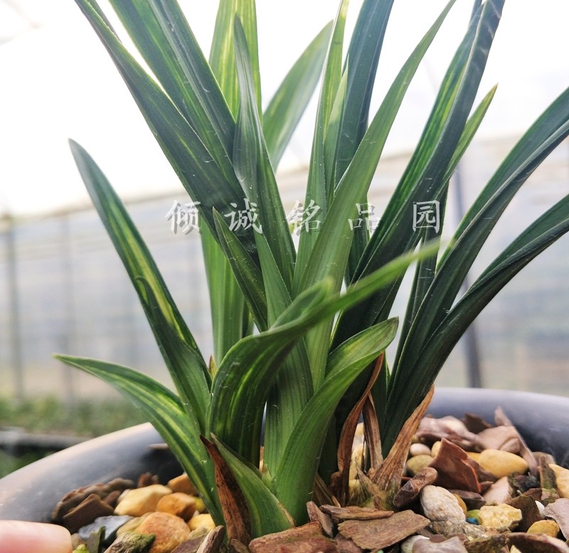 花期带花苞兰花苗 春剑皱皮奇叶 水晶行龙