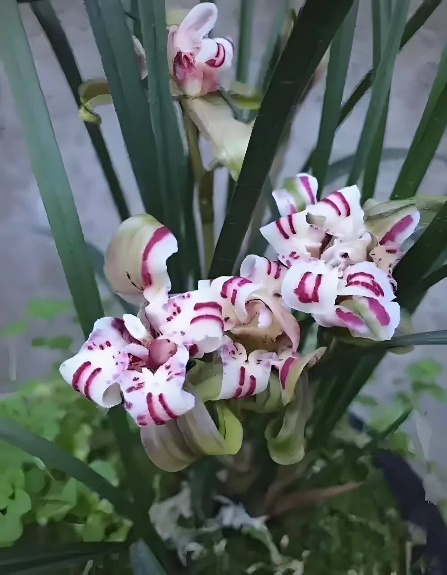 老品种春兰天蓬牡丹带花苞