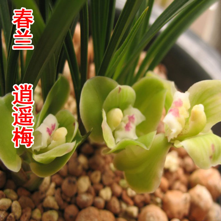 花期带花苞正品兰花兰花春兰梅瓣逍遥梅原生种带花苞盆栽 免邮