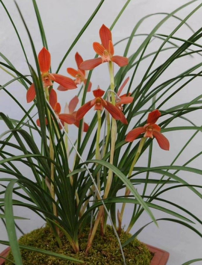 自然老种兰花苗  豆瓣兰【红河红】浓香阳台绿植花卉盆景园艺