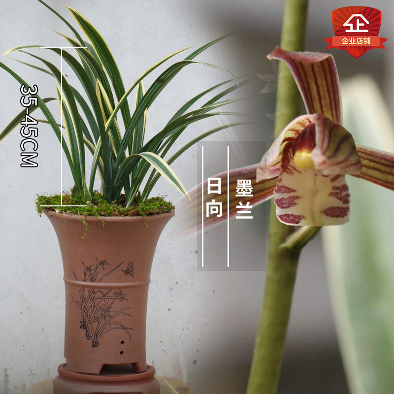 金边线艺春节盆栽兰花苗