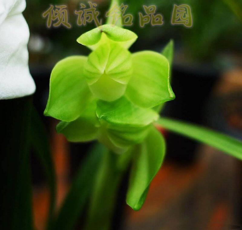 花期带花苞带花苞兰花 春剑铭品 老种 (雨露)200/苗