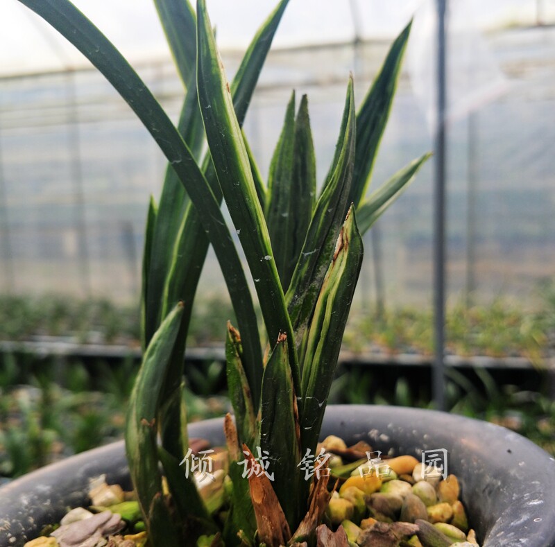 花期带花苞一物一拍 兰花苗 春兰矮种 奇叶 水晶 实拍1盆合计900